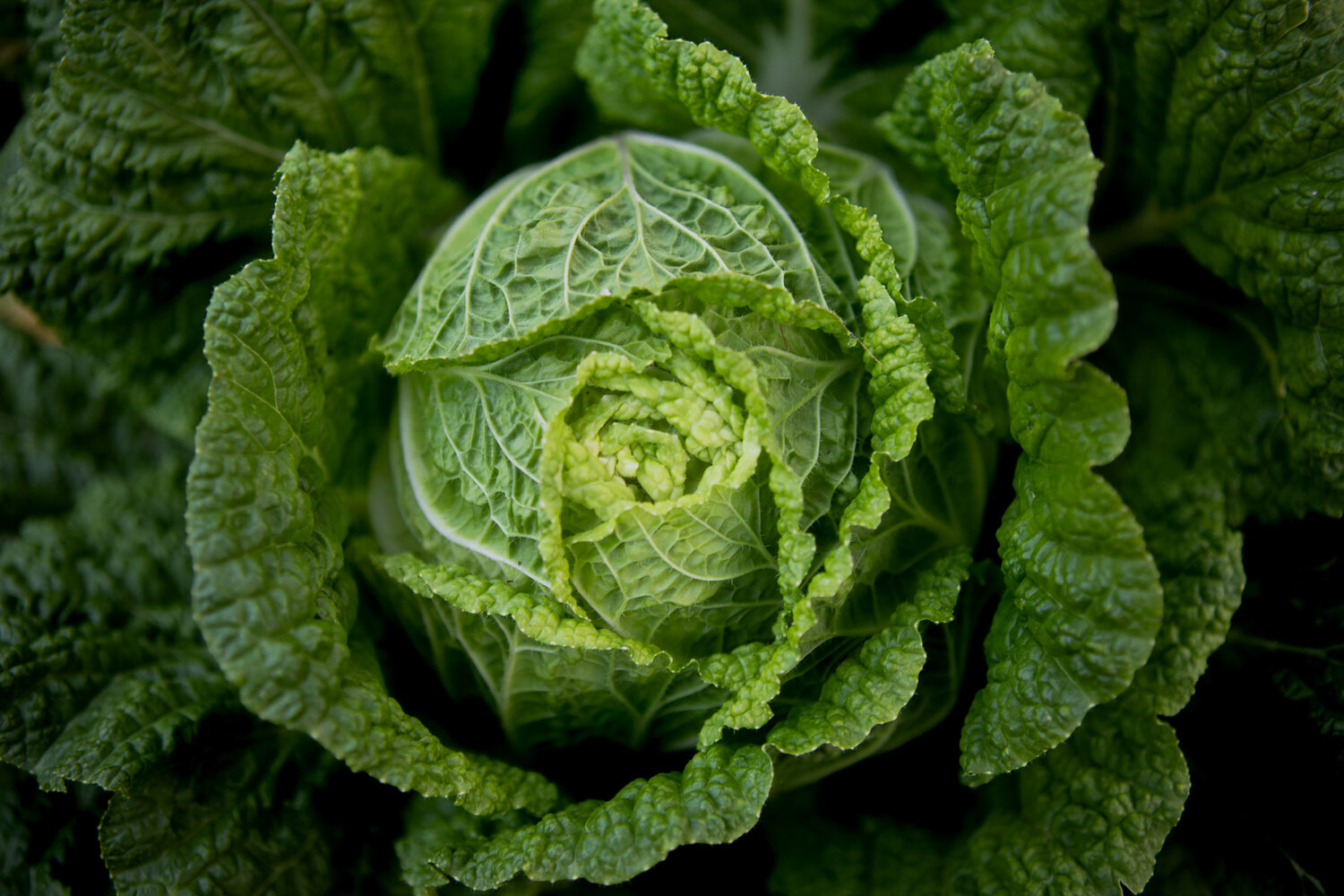 Vedic farming Cabbage