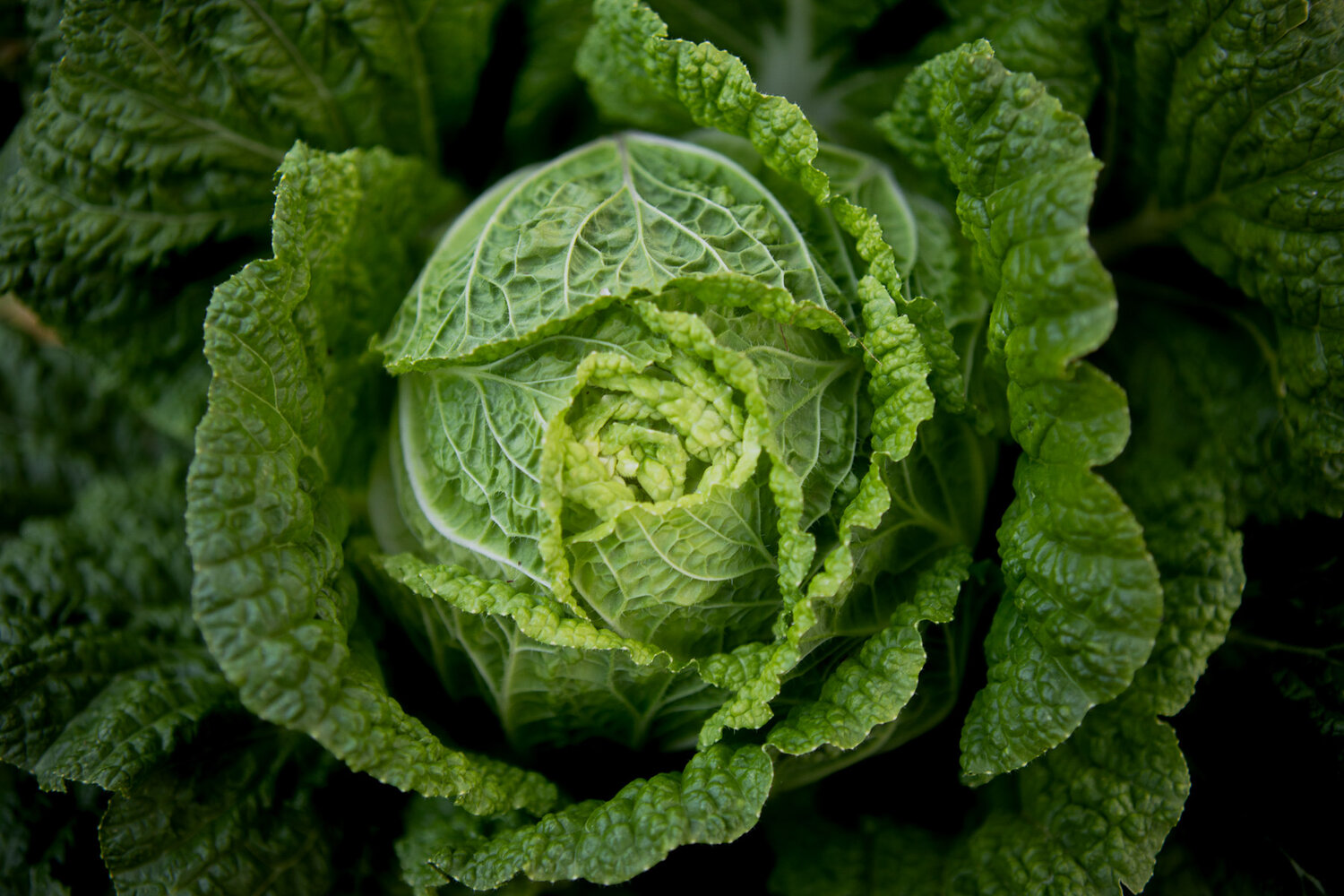 Vedic farming Cabbage Vedic farming Cabbage